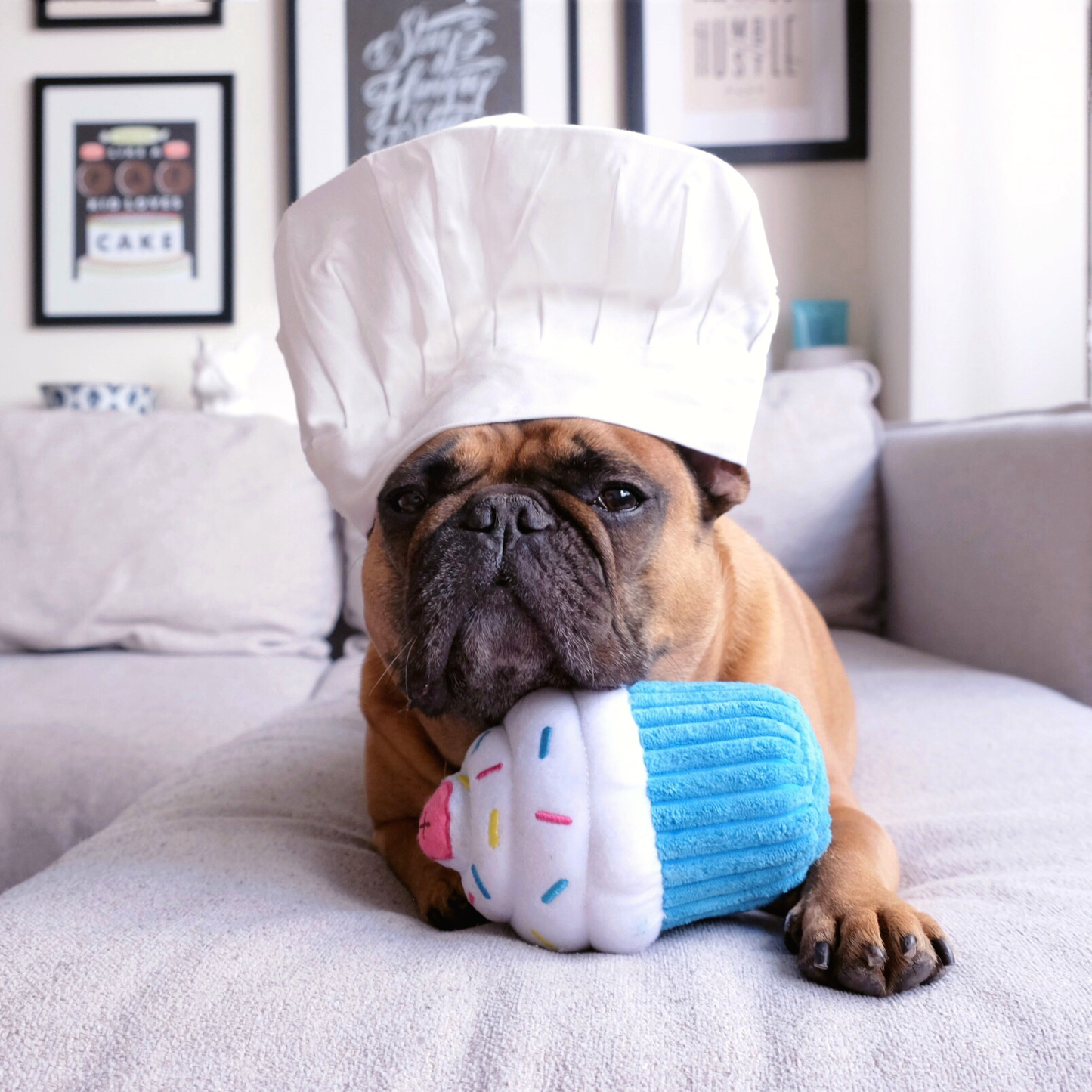 Zippy Paws Cupcake