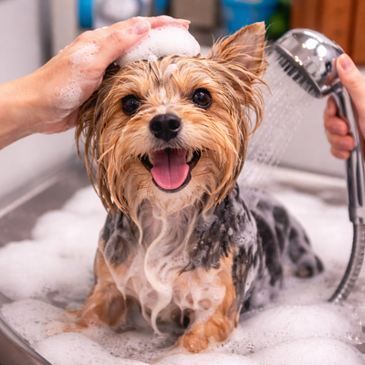 Servicio de Baño Pelo Largo