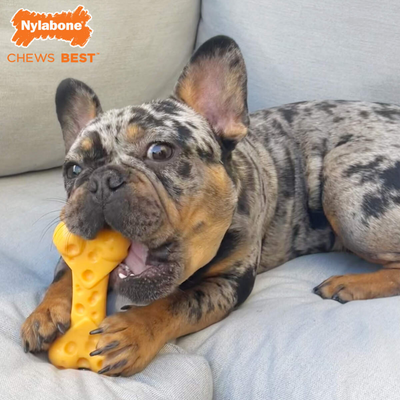 JUGUETE NYLABONE POWER CHEW HUESO SABOR A QUESO