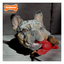 Nylabone Juguete de Langosta