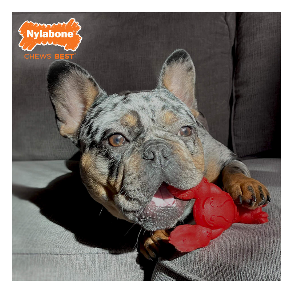 Nylabone Juguete de Langosta