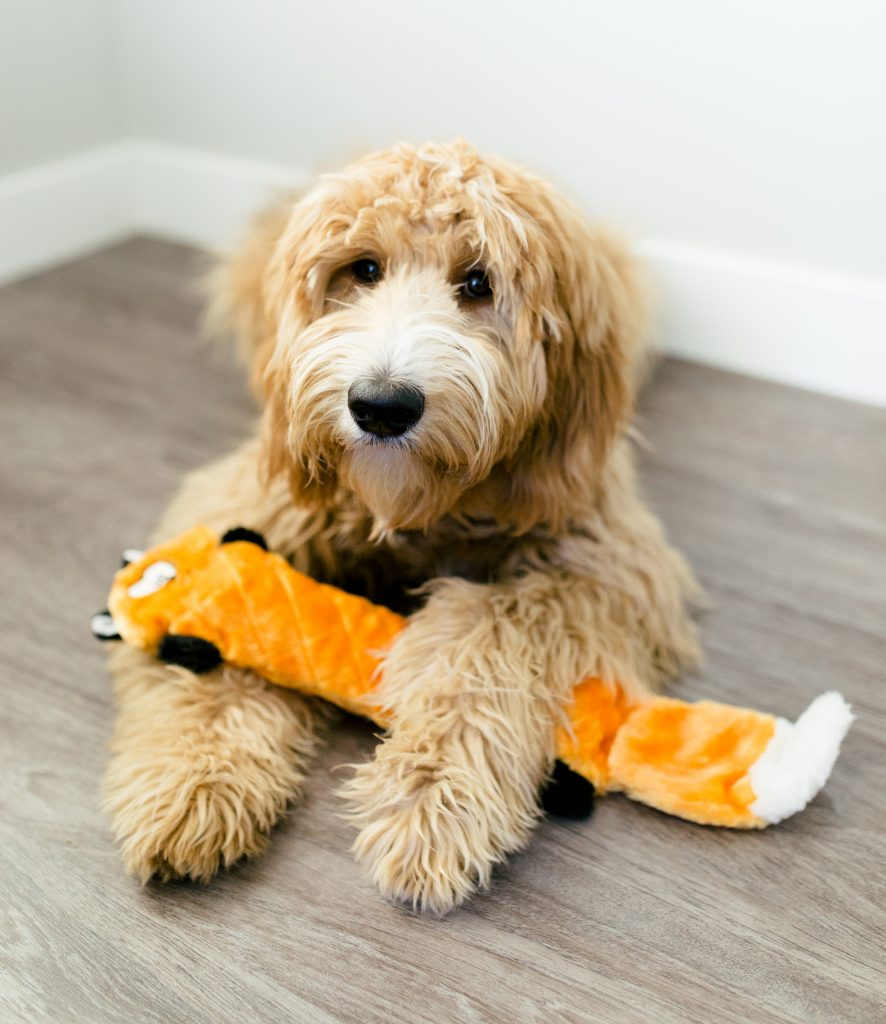 Zippy Paws Fox