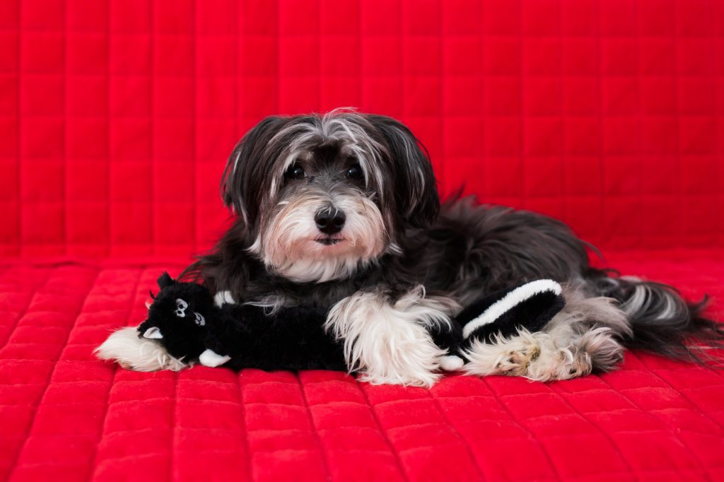 Zippy Paws Jigglerz Skunk