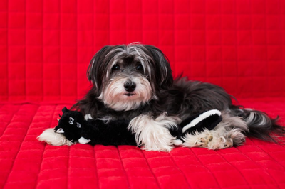 Zippy Paws Jigglerz Skunk